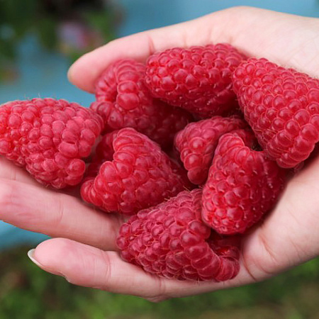 Фото Малина ремонтантная Похвалинка