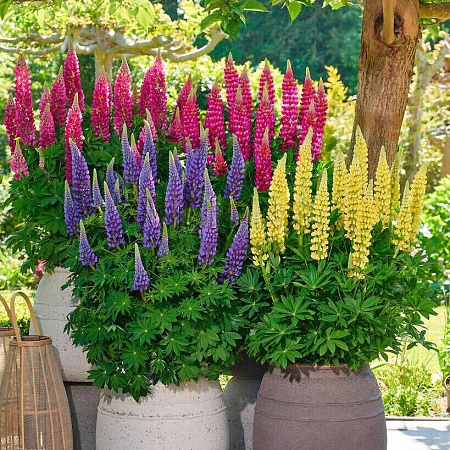 Фото Люпин Люпинова Кьюти