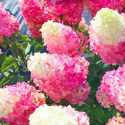 Гортензия метельчатая Фрайз Мелба