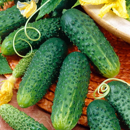 Фото Огурец Криспина F1