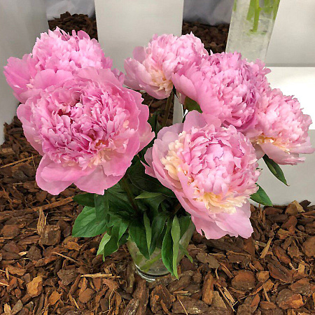 Фото Пион Энджел Чикс