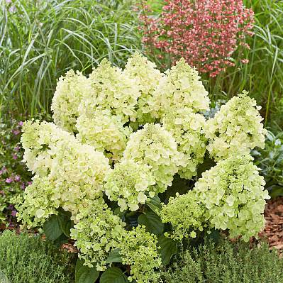 Фото Гортензия метельчатая Би Хэппи