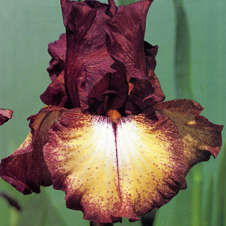 Фото Ирис бородатый Бургунди Браун