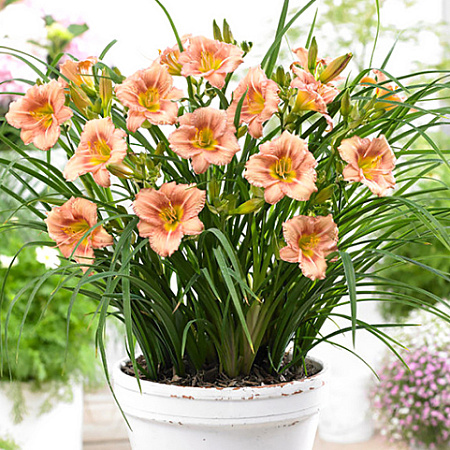 Фото Лилейник Эври Дэйлили Роуз