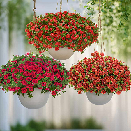 Фото Набор махровых калибрахоа №2