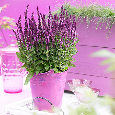 Фото Шалфей Сенсейшн Компакт Брайт Роуз