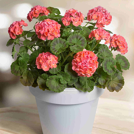 Фото Герань Прекрасные славянки Йитка