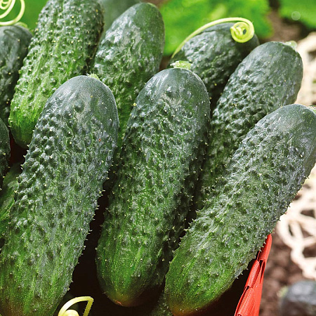 Фото Огурец Директор F1