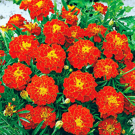 Фото Бархатцы африканские Кармен 20шт