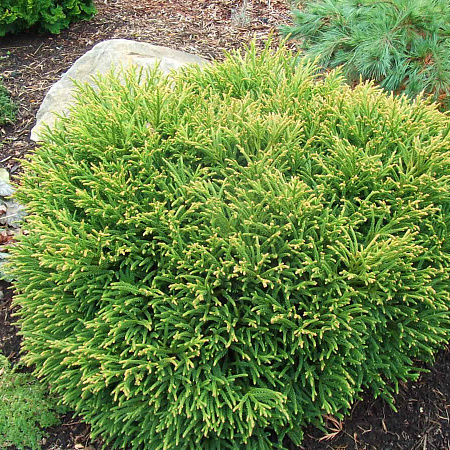 Фото Туя западная Литл Чемпион