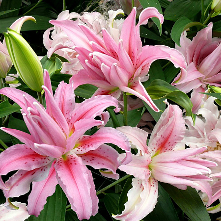 Фото Лилия восточная махровая Брокен Харт