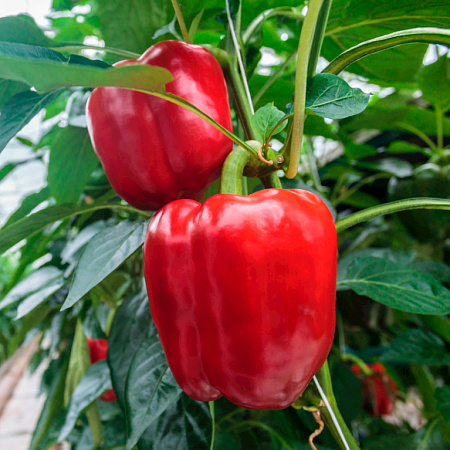 Фото Перец сладкий Квадратто д'Асти красный