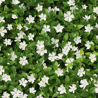 Барвинок малый Гертруда Джекил